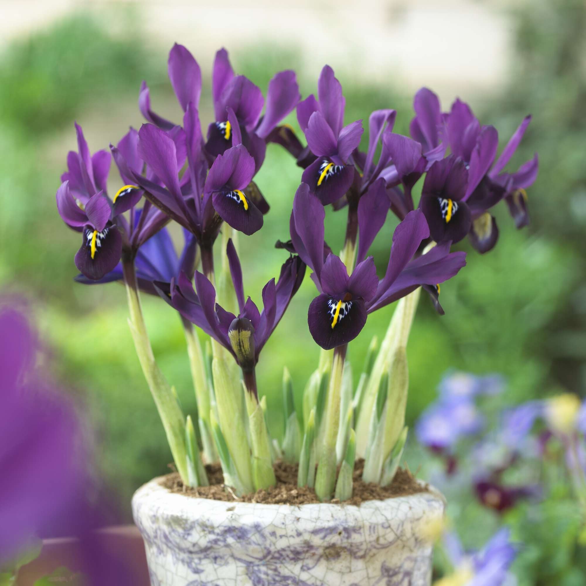Iris reticulata 'George'